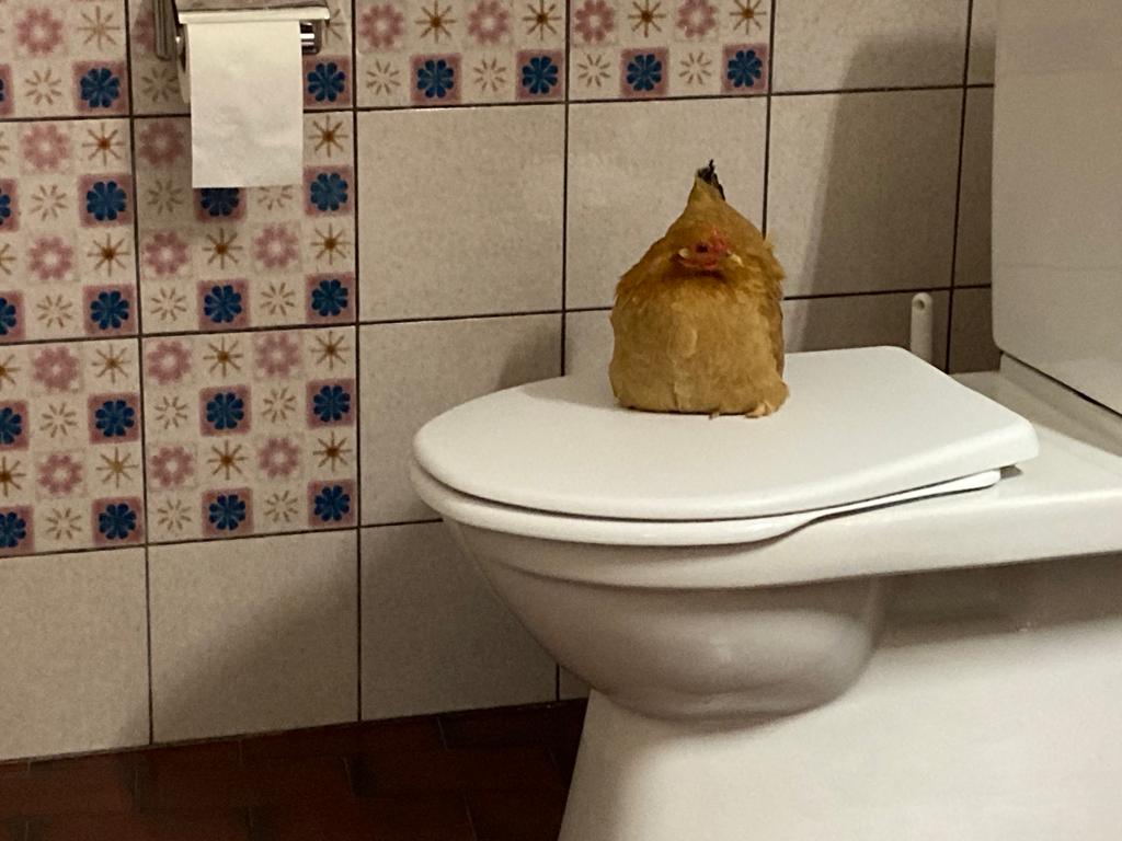 Henne auf der Toilette des Saales